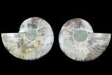Cut & Polished Ammonite Fossil - Agatized #88382-1